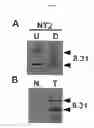 Fig. 08 - DNA sequence encoding a retinoic acid regulated protein