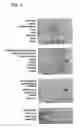 Fig. 05 - Cytokine-Like Proteins