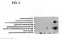Fig. 06 - Cytokine-Like Proteins