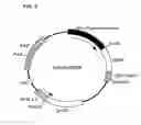 Fig. 10 - Cytokine-Like Proteins