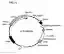 Fig. 12 - Cytokine-Like Proteins