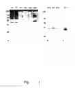 Fig. 02 - NUCLEIC ACID MOLECULES CODING FOR A PROTEIN WITH DEACETYLASE ACTIVITY, SAID PROTEIN, AND METHOD FOR THE PRODUCTION OF CHITOSAN