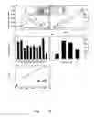 Fig. 07 - NUCLEIC ACID MOLECULES CODING FOR A PROTEIN WITH DEACETYLASE ACTIVITY, SAID PROTEIN, AND METHOD FOR THE PRODUCTION OF CHITOSAN