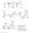Fig. 01 - Nucleoside and nucleotide having an unnatural base and use thereof
