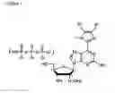 Fig. 02 - Nucleoside and nucleotide having an unnatural base and use thereof