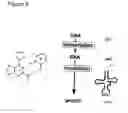 Fig. 03 - Nucleoside and nucleotide having an unnatural base and use thereof