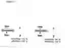 Fig. 04 - Nucleoside and nucleotide having an unnatural base and use thereof