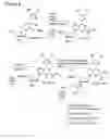 Fig. 07 - Nucleoside and nucleotide having an unnatural base and use thereof