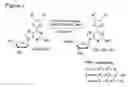 Fig. 08 - Nucleoside and nucleotide having an unnatural base and use thereof