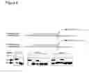Fig. 09 - Nucleoside and nucleotide having an unnatural base and use thereof