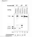 Fig. 16 - Nucleoside and nucleotide having an unnatural base and use thereof