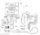 Fig. 01 - System and method for normalized diffuse emission epi-illumination imaging and normalized diffuse emission transillumination imaging