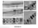 Fig. 10 - Co-electrodeposited hydrogel-conducting polymer electrodes for biomedical applications