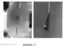 Fig. 15 - Co-electrodeposited hydrogel-conducting polymer electrodes for biomedical applications