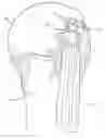 Fig. 01 - METHOD & APPARATUS FOR ARTHROSCOPIC BICEPS TENODESIS