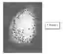 Fig. 01 - Process and system for analyzing the expression of biomarkers in cells