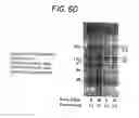 Fig. 32 - Methods for Sterilizing Tissue