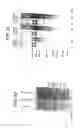Fig. 41 - Methods for Sterilizing Tissue