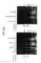 Fig. 42 - Methods for Sterilizing Tissue