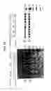 Fig. 45 - Methods for Sterilizing Tissue