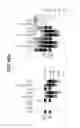 Fig. 47 - Methods for Sterilizing Tissue