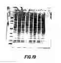 Fig. 54 - Methods for Sterilizing Tissue