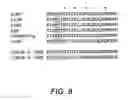 Fig. 07 - HIV-1 GP41 neutralization domain and use thereof