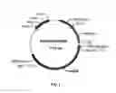 Fig. 02 - Schistosomiasis vaccine compositions and methods of use