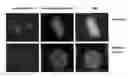 Fig. 01 - CENTROSOME-ASSAY