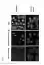 Fig. 04 - CENTROSOME-ASSAY