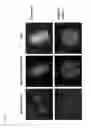 Fig. 05 - CENTROSOME-ASSAY
