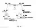 Fig. 02 - cell line and methods of use