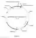 Fig. 09 - Vectors and Methods for Screening Cells for High Expression of  Protein of Interest (POI)