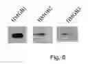 Fig. 07 - Agent for recruitment of bone-marrow-derived pluripotent stem cell into peripheral circulation