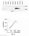 Fig. 02 - Monoclonal antibodies specific for human interferon-alpha subtype alpha 8