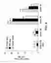 Fig. 07 - Mass spectrometry quantitation of P450 isoforms in hepatocytes