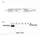 Fig. 02 - Elastin based growth factor delivery platform for wound healing and regeneration