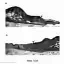 Fig. 10 - Elastin based growth factor delivery platform for wound healing and regeneration