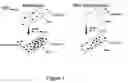 Fig. 02 - Method of enhancing the mobilization of hematopoietic stem cells using TAT-HOXB4H