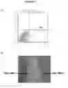 Fig. 02 - COMPOSITIONS AND METHODS FOR DIAGNOSING AND TREATING PANCREATIC CANCER