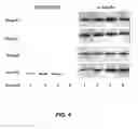 Fig. 06 - METHOD OF TREATING NEURODEGENERATIVE DISEASE