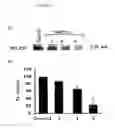 Fig. 02 - MODULATION OF MLCK-L EXPRESSION AND USES THEREOF