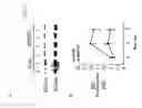 Fig. 03 - MODULATION OF MLCK-L EXPRESSION AND USES THEREOF