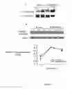 Fig. 04 - MODULATION OF MLCK-L EXPRESSION AND USES THEREOF