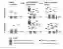 Fig. 01 - Administration of exogenous miRNA or siRNA