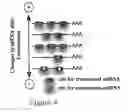 Fig. 07 - Administration of exogenous miRNA or siRNA