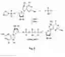 Fig. 04 - mRNA cap analogs