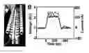 Fig. 02 - Nanosecond pulsed electric fields cause melanomas to self-destruct