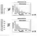 Fig. 15 - Bioresorbable tissue engineered fibrocartilage replacement with three-dimensional matrix of fibers