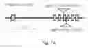 Fig. 02 - TRANSCRIPTION FACTOR FOR PROMOTING LATERAL ROOT GROWTH UNDER NITROGEN-LIMITING CONDITIONS